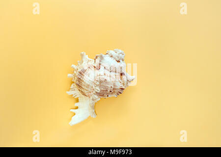 Minimalistic pastel yellow background with one textured carved seashell in the middle. Stock Photo
