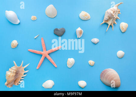 Flat lay set of sea shells of different sizes on a bright pastel blue background. Stock Photo