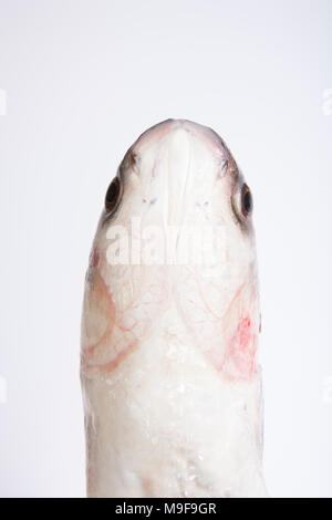Thin lipped mullet, Chelon ramada/Liza ramada, showing underside of the head and the gills. Dorset England UK GB Stock Photo