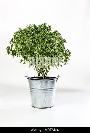 dwarf bonsai basil in zinc bucket isolated on white background. Stock Photo