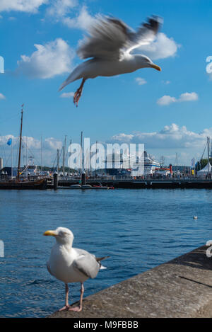 Sea gulls at Kiel Habour, Kiel Fjord, Kiel, Schleswig-Holstein, Germany Stock Photo