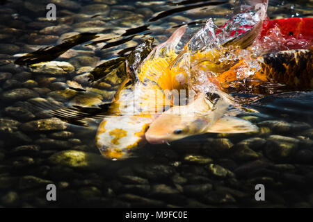 Fish Koi fight for food Stock Photo - Alamy