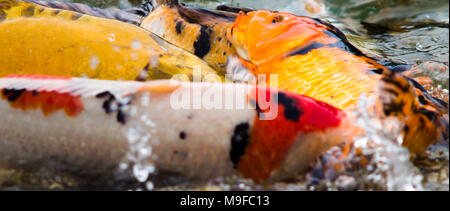 Close-up of a group of koi carps, fish fighting in the water Stock Photo