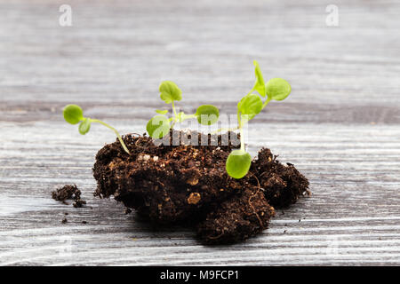 Young green sprouts close up. Two green sprigs from an earth lump, on a gray board, selective focus Stock Photo