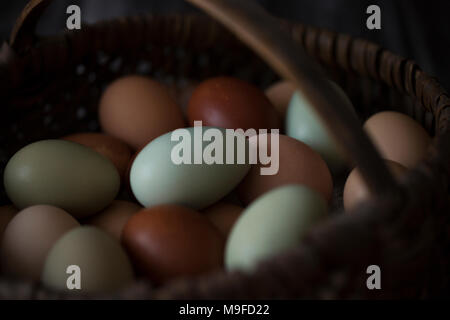 A basket of farm fresh eggs in multiple colors Stock Photo