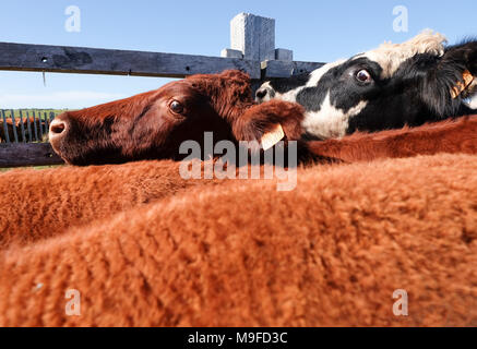 Beef cows tightly packed together in a corral with wide-eyed expressions. Stock Photo