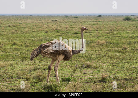 A lone femail ostrich on the plains of the Serengeti in Northern Tanzania, Africa on a sunny day with blue skies Stock Photo