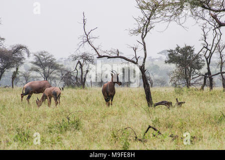 a small herd of topi - damaliscus lunatus jimela - grazing in long grass against a misty landscape with acacia trees one alpha male Stock Photo