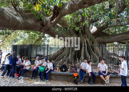 Buenos Aires Argentina,Plaza Intendente Alvear,Gran Gomero de la Recoleta,historic rubber tree,Ficus elastica,1800,fence,boy boys,male kid kids child Stock Photo