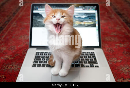 Happy kitten sitting laughing on a laptop keyboard Stock Photo