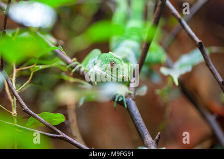a fiji banded iguana on a tree Stock Photo