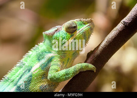 a panther chameleon climbs on a tree Stock Photo