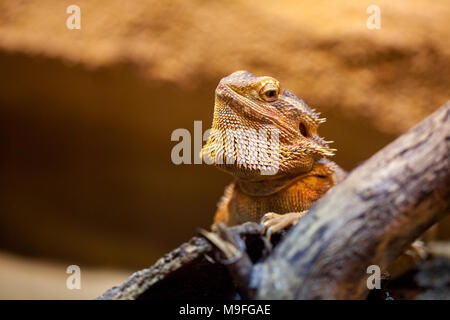 A portrait of a central bearded bartagame Stock Photo