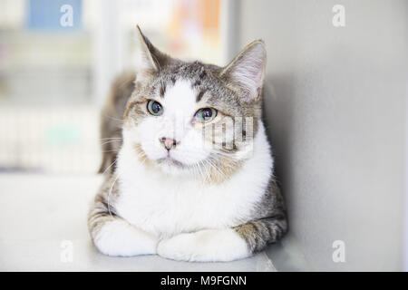 Docile grey tabby cat with white markings lying resting indoors looking away to the side with a thoughtful expression in a close up portrait Docile grey tabby cat with white markings lying resting indoors looking away to the side with a thoughtful expression in a close up portrait