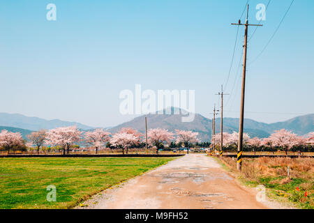 Cherry blossoms road in Gyeongju, Korea Stock Photo