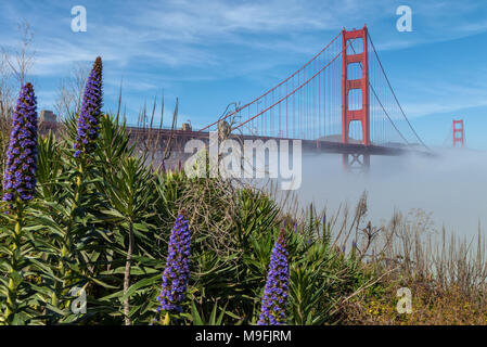 The iconic Golden Gate Bridge, with low fog under the bridge and blooming pride of Madeira flowers,  San Francisco, California, United States. Stock Photo