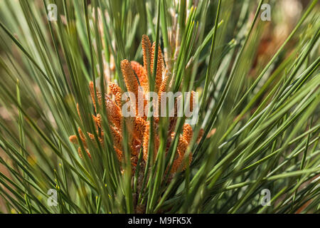 close up at the pollen cones of the Monterey pine (Pinus radiata), Point Lobos State Natural Reserve, California, United States. Stock Photo