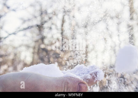 White snow on a hand in a winter forest Stock Photo