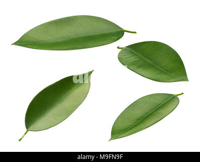 Fresh green leaves of orange citrus fruit at different angles isolated on white background Stock Photo