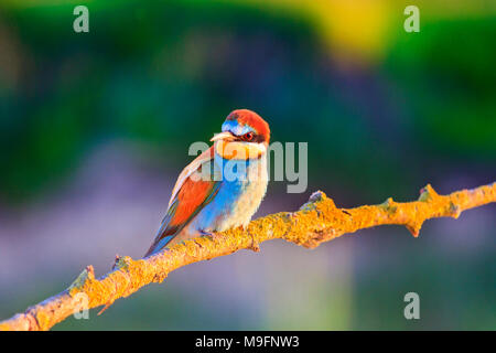 beautiful bird in the rays of the evening sun , birds, wildlife and season change Stock Photo