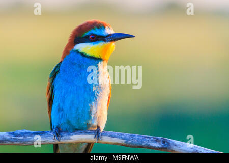 exotic bird sitting on a dry branch , birds, wildlife and season change Stock Photo