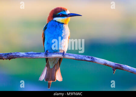 colorful rare bird in europe , birds, wildlife and season change Stock Photo