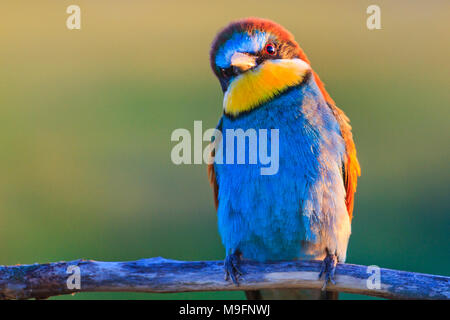 strange bird watching with interest, birds, wildlife and season change Stock Photo