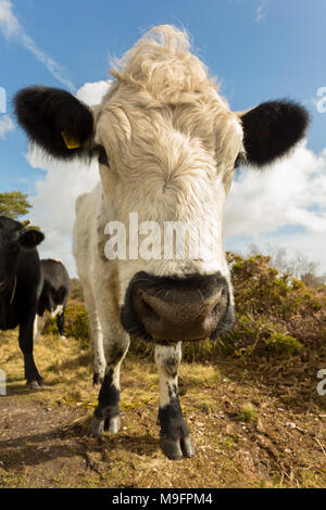 Close up colour portrait photograph of British White cow facing camera Stock Photo