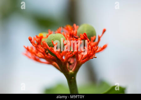 A closeup photo of a Buddha belly plant (Jatropha podagrica), also known as bottleplant shrub, gout plant, purging-nut, and Guatemalan rhubarb. Stock Photo