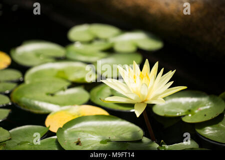 A yellow water lily (family Nymphaeaceae) surrounded by lily pads in a pond. Stock Photo