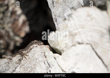 Lizard Breath brown black and grey lizard sunbathing on a tree with a hollow black hole Stock Photo