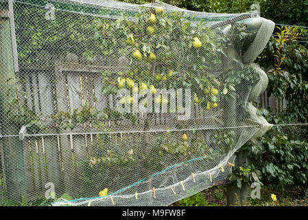 Espaliered pear tree in a home garden. The pears are protected from the  birds by white netting Stock Photo - Alamy