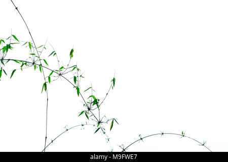 Green bamboo leaves and branches with beautiful pattern isolated on white background with copy space. Natural and organic abstract background for mora Stock Photo