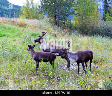 42,617.04258 standing alert Woodland Caribou calf bull cow grass brush