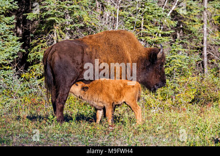 42,618.04328 patient Wood bison buffalo cow (Bison bison athabascae) nursing her tan calf Stock Photo