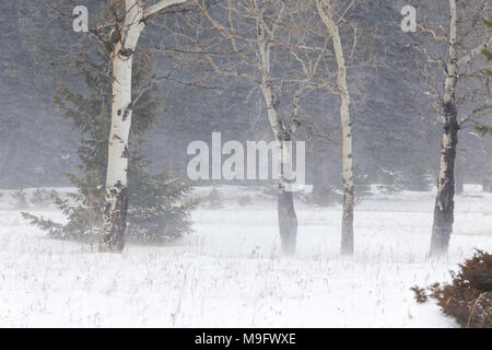 42,744.07761 Aspen trees blowing in a forest meadow during a whiteout snowstorm snow storm Stock Photo