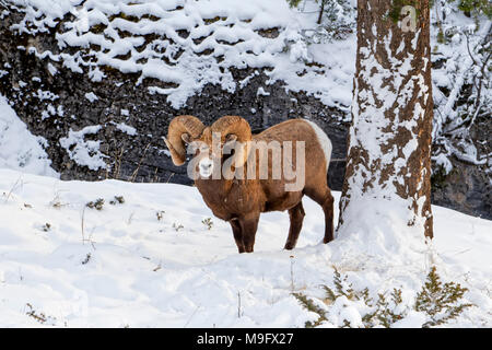 42,749.08924 Bighorn sheep full curl horns ram standing in winter snow Stock Photo