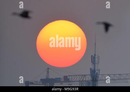 Qingdao, Qingdao, China. 25th Mar, 2018. Qingdao, CHINA-25th March 2018: Bucephala clangula, common shelducks and coots gather at the wetland in early spring in Qingdao, east China's Shandong Province. Credit: SIPA Asia/ZUMA Wire/Alamy Live News Stock Photo