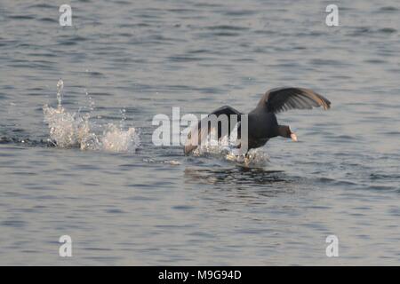 Qingdao, Qingdao, China. 25th Mar, 2018. Qingdao, CHINA-25th March 2018: Bucephala clangula, common shelducks and coots gather at the wetland in early spring in Qingdao, east China's Shandong Province. Credit: SIPA Asia/ZUMA Wire/Alamy Live News Stock Photo