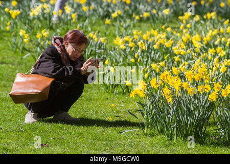 London UK. 26th March 2018. Tourists enjoy the spring sunshine amongst the daffodils in Saint James's Park Stock Photo