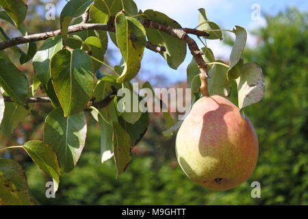 Pear on a tree just ready to pick Stock Photo