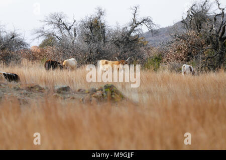 Texas Longhorn cattle on open range grasslands Stock Photo