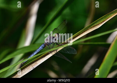 An Australian, Queensland young Male Black-headed Skimmer Dragonfly resting on a Plant stem