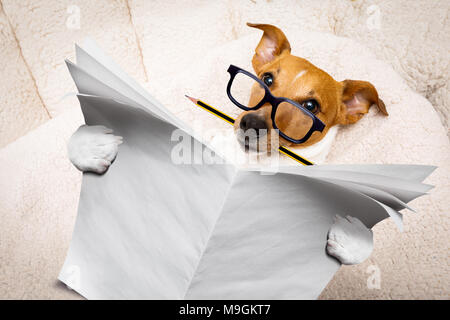 cool funny jack russell  dog reading a  blank empty newspaper magazine wearing  glasses, with pencil in mouth Stock Photo