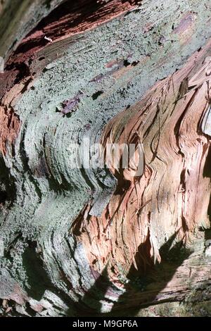 Patterns of colour on a broken tree stump Stock Photo