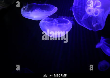 Multicolored jellyfish swim under water Stock Photo - Alamy