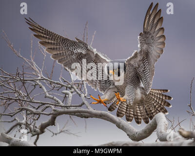 Peregrine Falcon Stock Photo