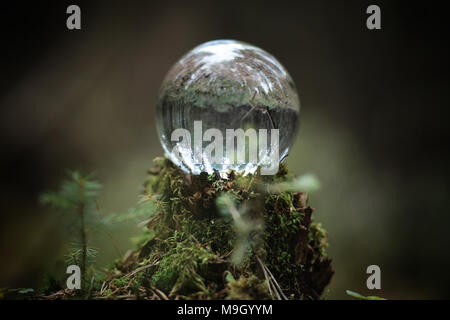 Crystal ball. A magical accessory in the woods on the stump. Rit Stock Photo