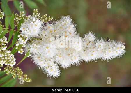 Flower Sorbaria sorbifolia (LAT. Sorbaria sorbifolia) blossoms in hot summer day Stock Photo