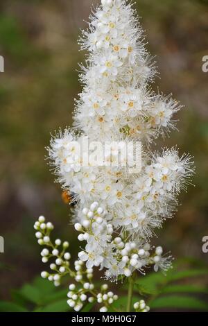 Flower Sorbaria sorbifolia (LAT. Sorbaria sorbifolia) blossoms in hot summer day Stock Photo